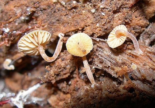 Galerina subexcentrica  spec.nov.